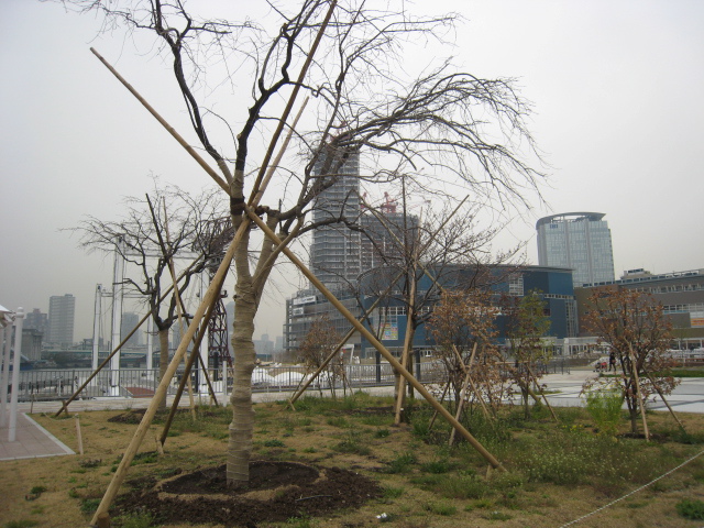 豊洲公園