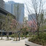 豊洲の桜たち 2017