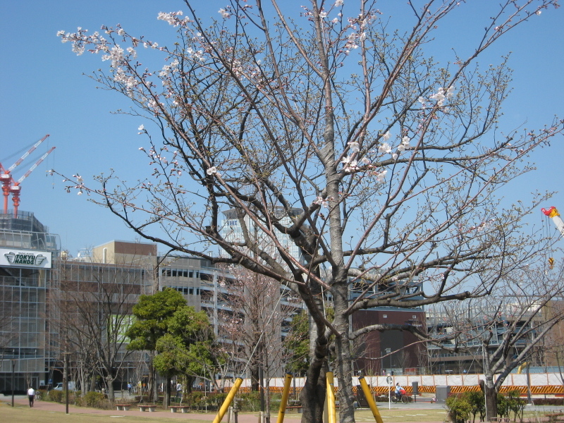 本日の豊洲の桜情報