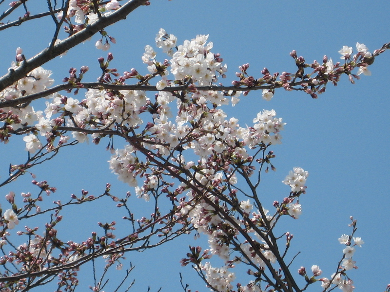 本日の豊洲の桜情報