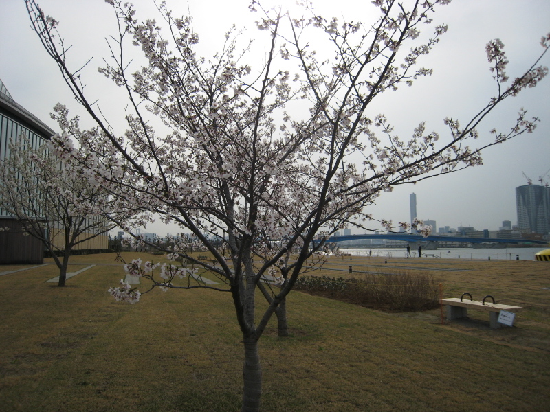 春海橋公園の桜