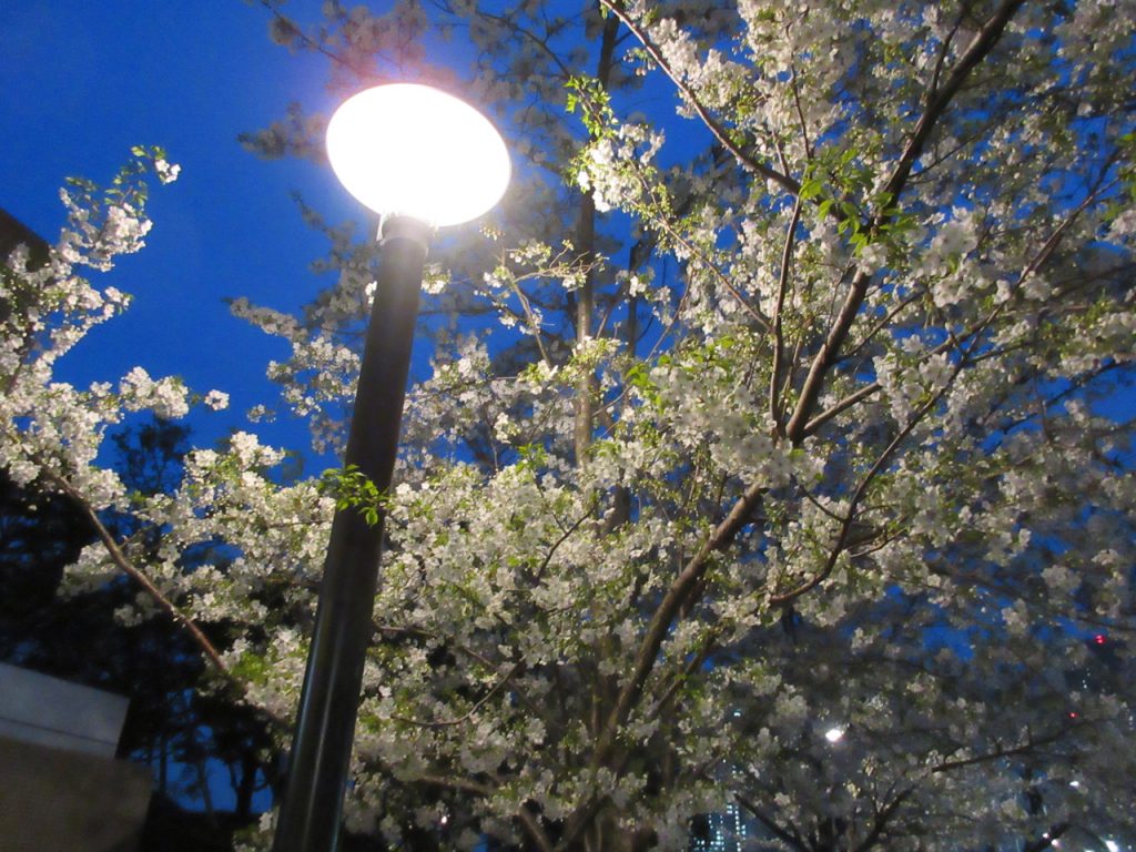 パークシティ豊洲周りの桜