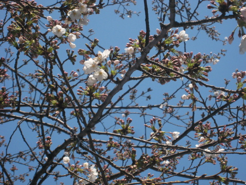 豊洲の桜開花状況 2009