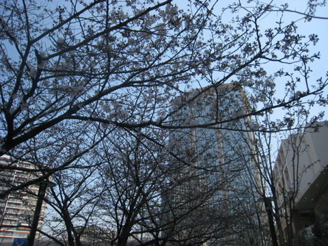 豊洲の桜開花状況 2009