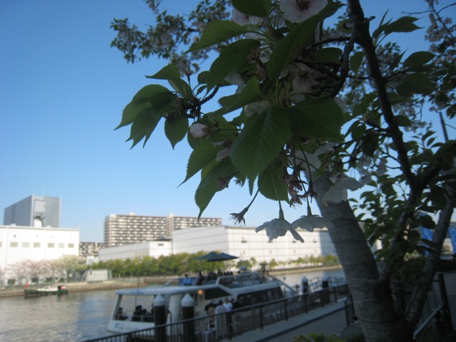 豊洲運河の船カフェ