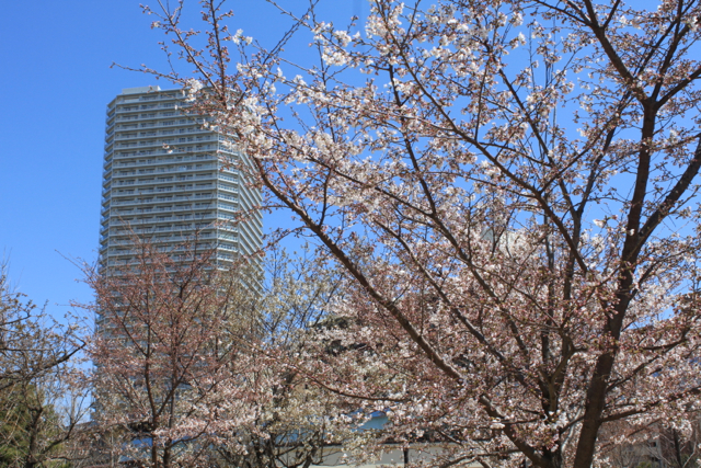 豊洲の桜 2012