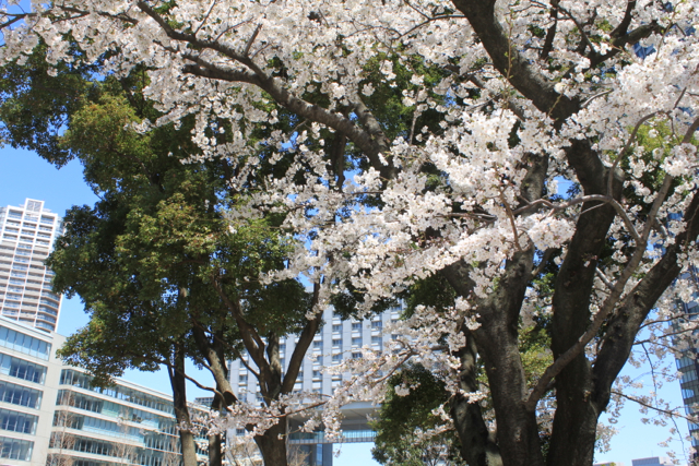 豊洲の桜 2012